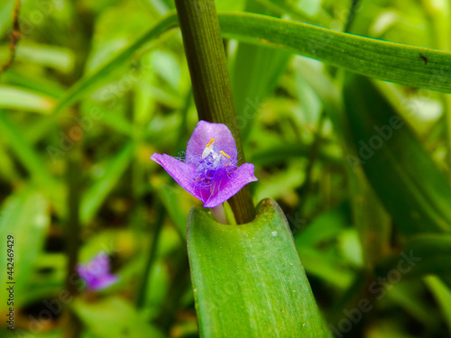 Beautiful Flower of Cyanotis axillaris ,commelinaceae plant ,close up photo 