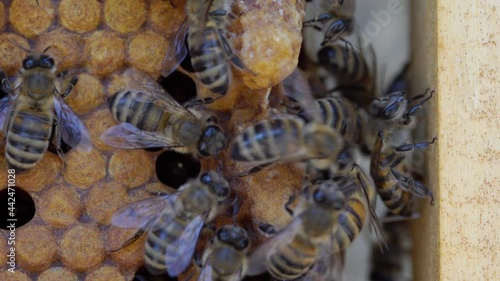 Queen cell close up. Swarm or Supercedure Cells photo