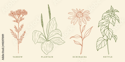 Set of hand drawn yarrow, plantain, echinacea and nettle