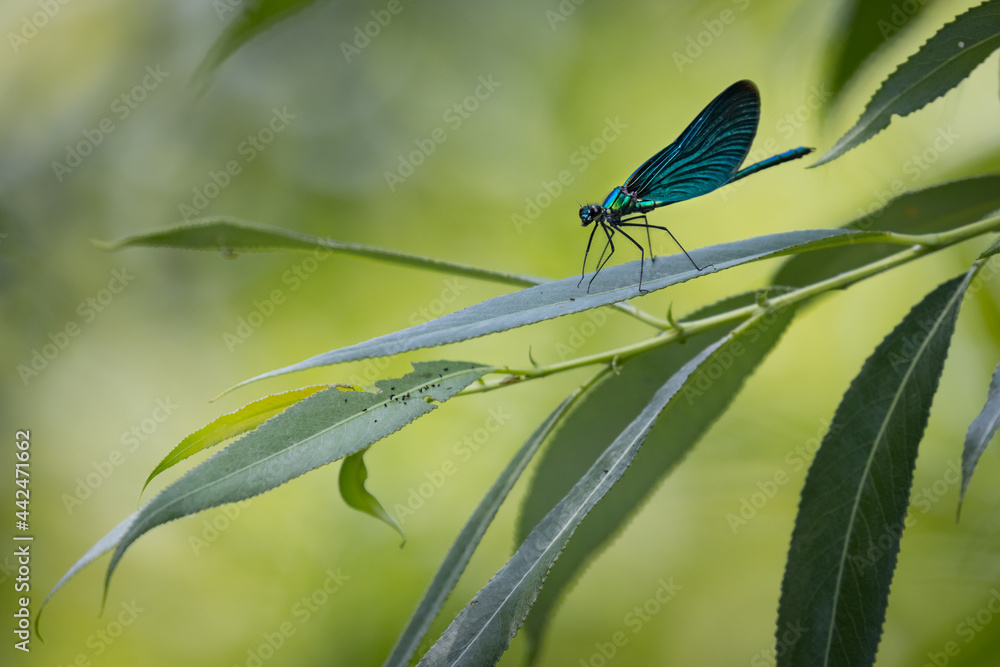 Banded demoiselle (Calopteryx splendens) sitting on a blade of grass. Beautiful blue demoiselle in its habitat. Insect portrait with soft green background. Wildlife scene from nature. Banded demoiselle (Calopteryx splendens) sitting on a blade of grass. Beautiful blue demoiselle in its habitat. Insect portrait with soft green background. Wildlife scene from nature.
