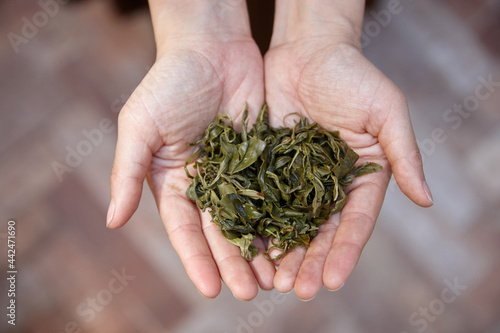 Woman holding wet tea leaves in hands