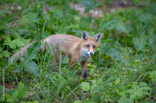 Young red Fox in grass . Vulpes vulpes