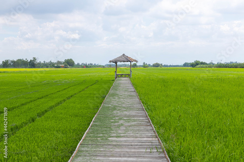bridge walkway on rice field whose destination is a hut for relaxing
