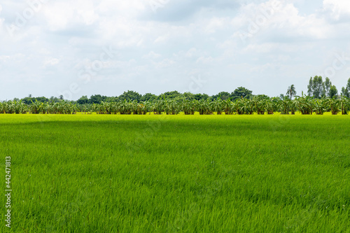 beautiful green rice fields with sky background