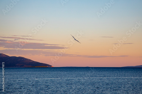 Möwe fliegt im Sonnenuntergang