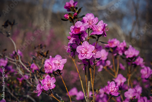 Almond blossom  cherry blossom  close-up  blurred background. Spring pink flowers in the sunlight. Abstract floral image.