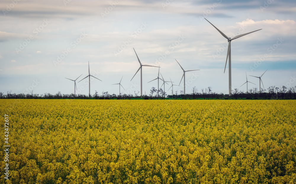 Blooming yellow canola field with wind turbines in the background in the countryside Blooming yellow canola field with wind turbines in the background in the countryside