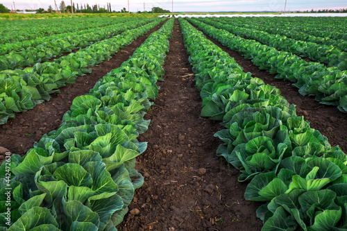 Landscape view of a freshly growing cabbage field. © es0lex