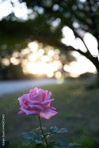 Pink roses and sunset © Tetsuji S