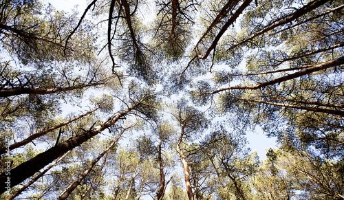 big beech trees in spring time,look up