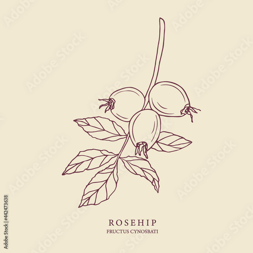 Rosehip hand drawn illustration. Botanical design for organic cosmetics, medicine