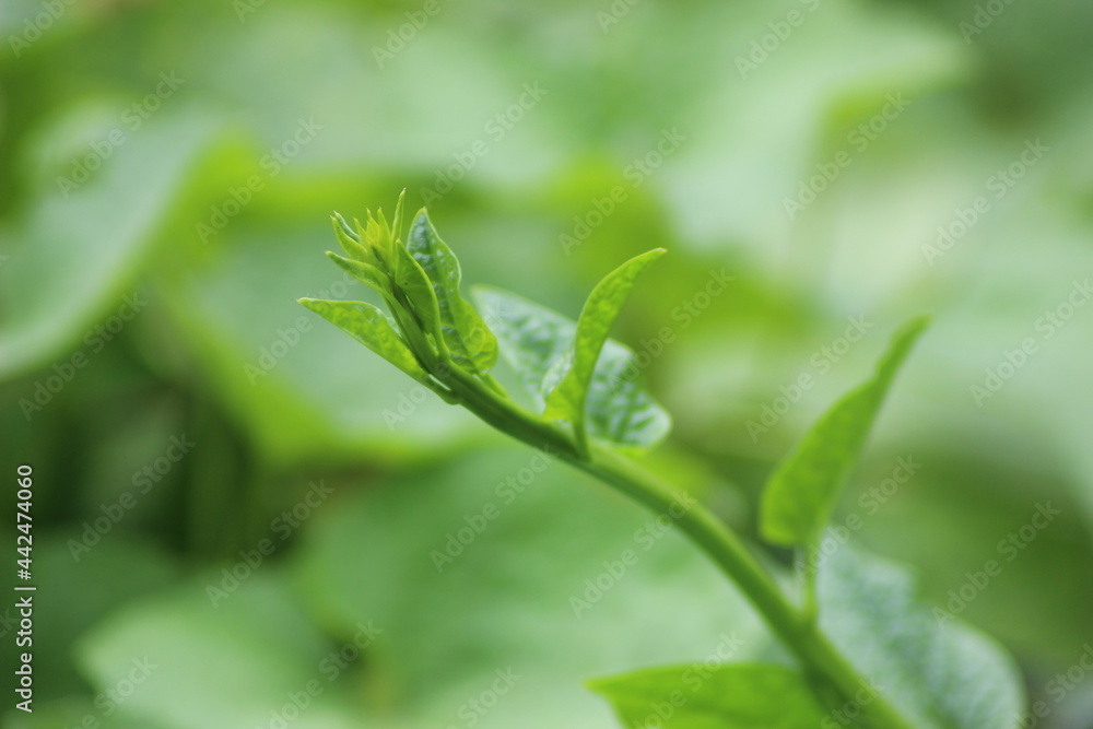 Closeup shot of green Malabar spinach 