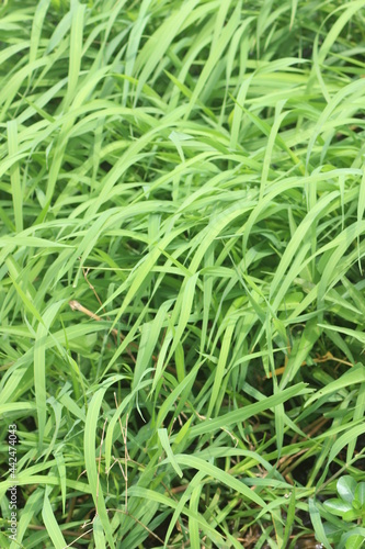 Green grass waving with air 