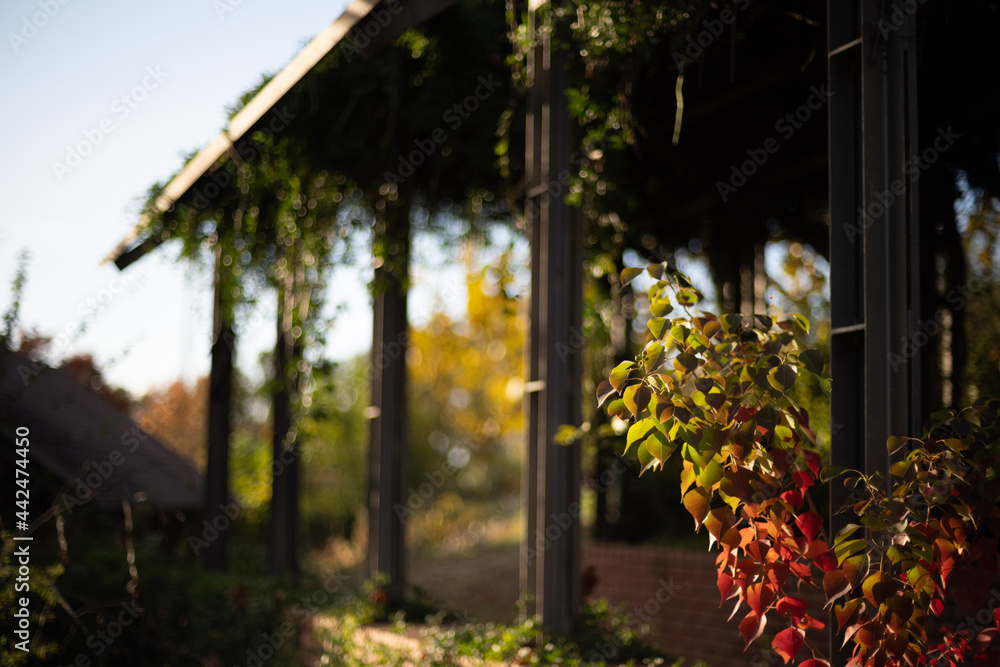 Fototapeta premium sunset in the park