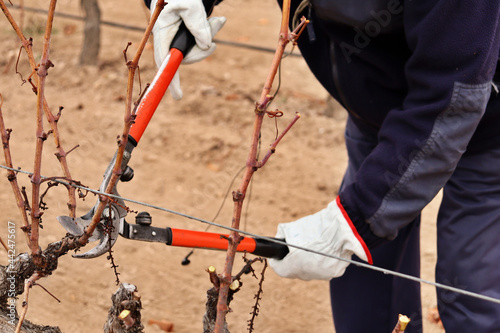 viticulturist pruning vine shoots in winter. agriculture and viticulture for the production of red wine