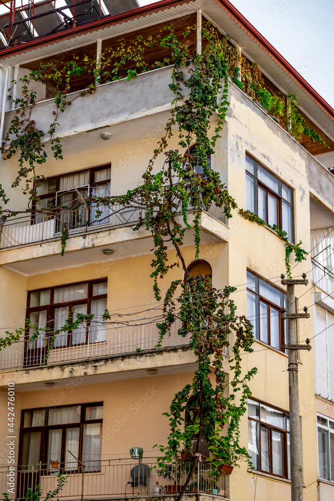 A grape tree weaves along the wall of a residential building in Alanya (Turkey), vertical. Climber plant braids the facade of an urban multi-storey house