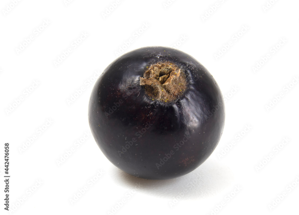 Black currant close up isolated on white background. Black currant close up isolated on white background.