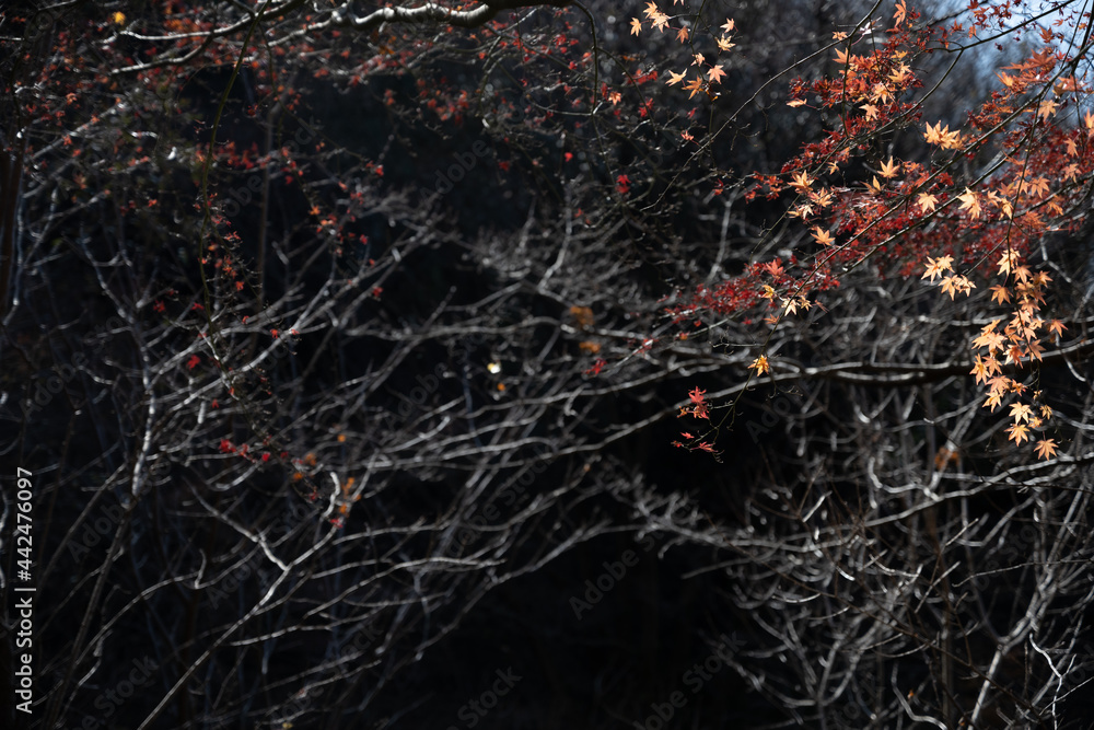 Autumn leaves Autumn leaves