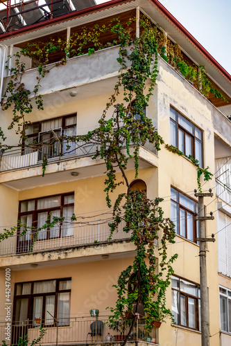 A grape tree weaves along the wall of a residential building in Alanya (Turkey), vertical. Climber plant braids the facade of an urban multi-storey house