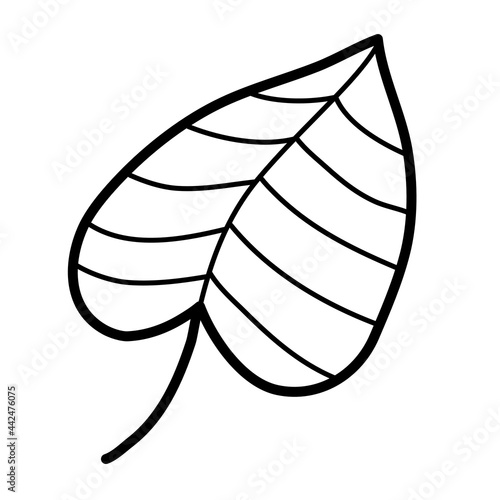 single tropic botanical plant leaf vector illustration icon design template with doodle hand drawn outline style