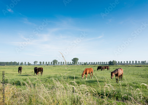 Fototapeta Naklejka Na Ścianę i Meble -  horses in green meadow near nijmegen in the netherlands under blue sky in summer