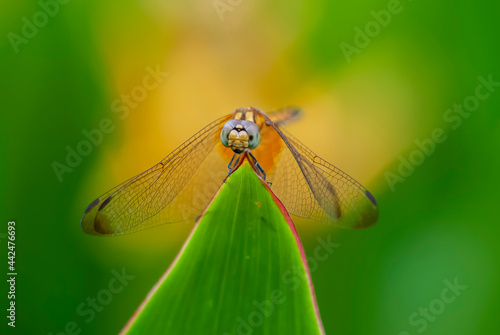 close up of a dragonfly on a leaf