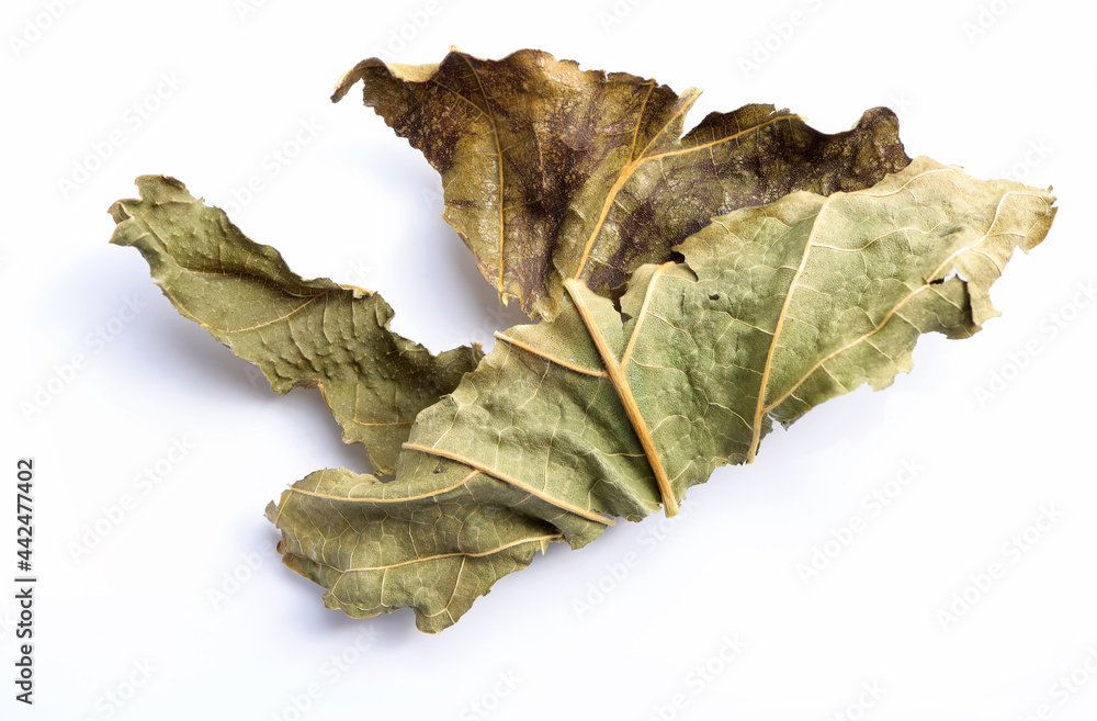Fototapeta premium Dried Mulberry Leaves on white background. Herbal tea