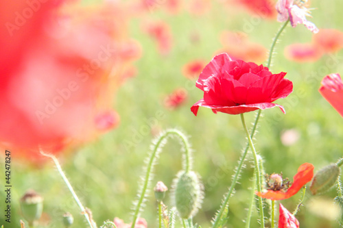ポピー 赤い 花畑 かわいい 満開 美しい 綺麗 鮮やか 自然 レッド 淡い ボケ