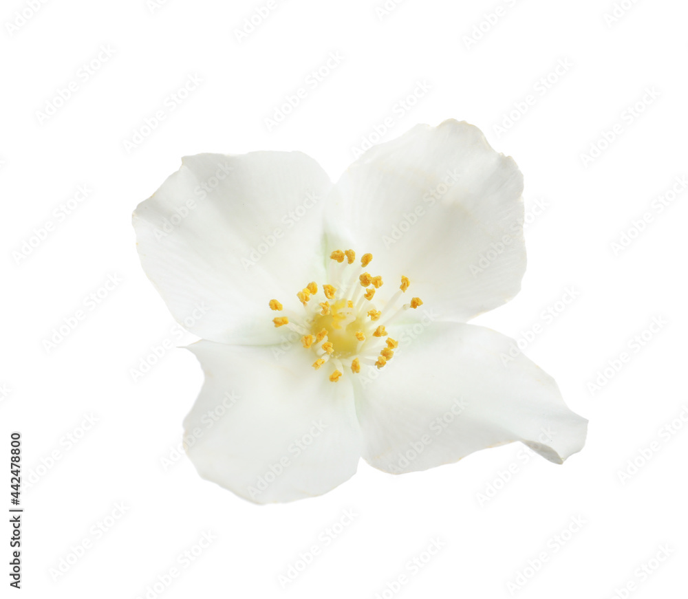 Beautiful flower of jasmine plant isolated on white Beautiful flower of jasmine plant isolated on white