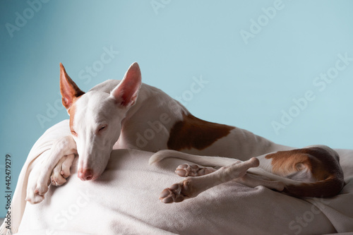 The dog is sleeping. Spanish greyhound lies. Podenko ibitsenko photo