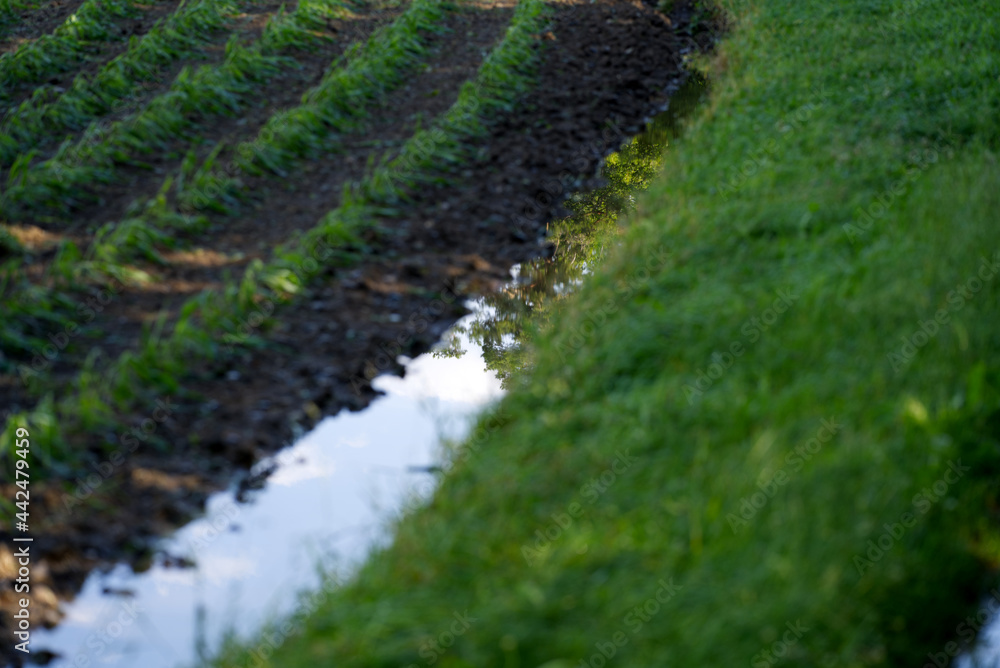 Little puddle at border of agricultural field with beautiful reflections in water at summer day morning. Photo taken June 29th, 2021, Zurich, Switzerland. Little puddle at border of agricultural field with beautiful reflections in water at summer day morning. Photo taken June 29th, 2021, Zurich, Switzerland.