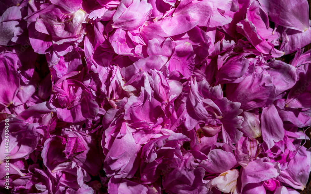 Pink peonies petals. Beautiful natural background Pink peonies petals. Beautiful natural background