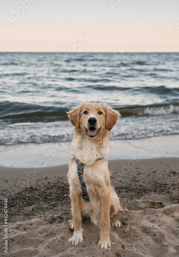 Golden retriever sitting on the sand beach of the Baltic Sea. Concept for the summer adventures of purebreed dog at the seaside vacation.