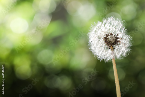 Beautiful dandelion flower on blurred green background. Space for text