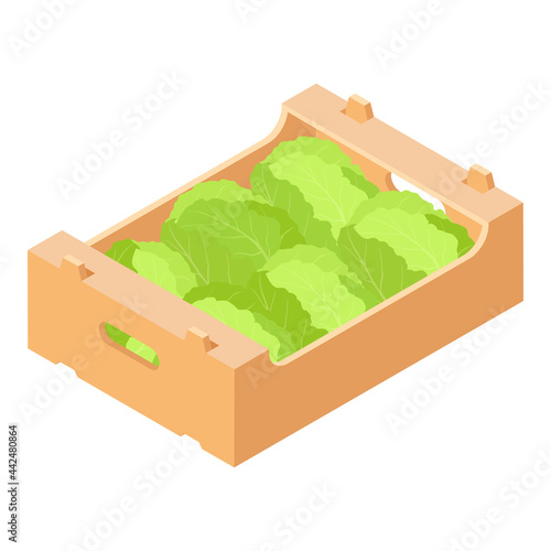 Cabbage in wooden market box isolated on white background, isometric view
