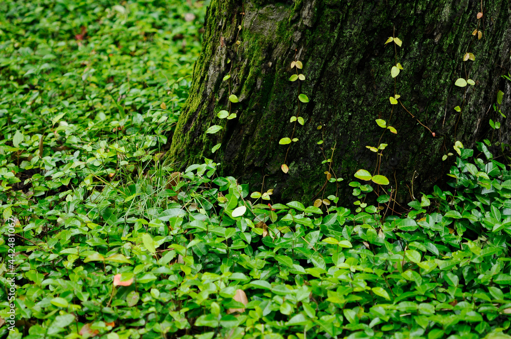 Obraz premium 森の木