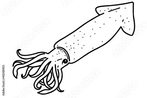 A Squid. Vector line art illustration.