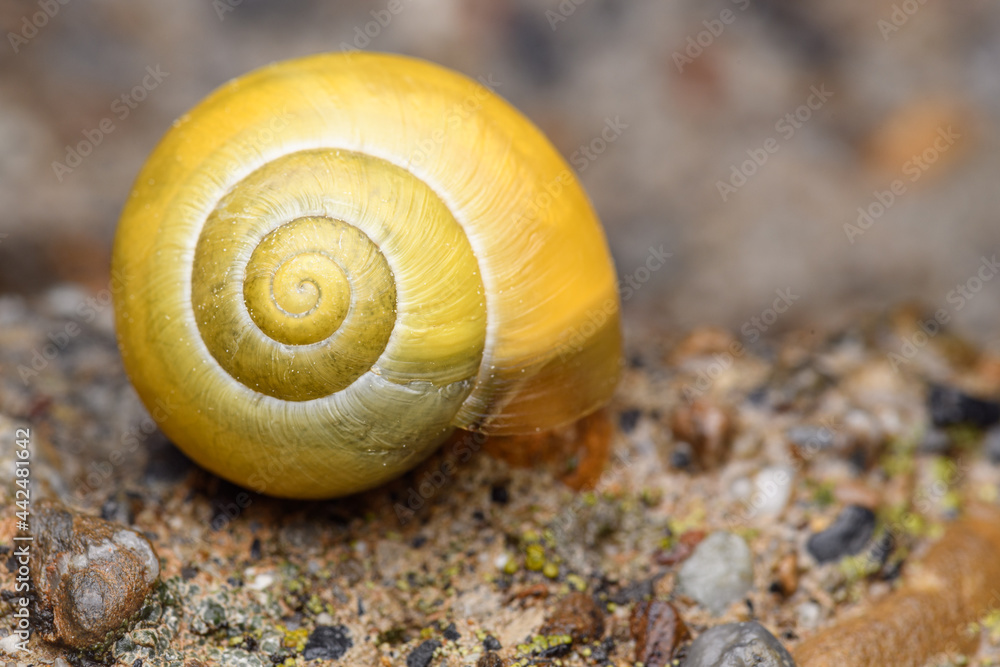 The white-lipped snail or garden banded snail (Cepaea hortensis) yellow The white-lipped snail or garden banded snail (Cepaea hortensis) yellow