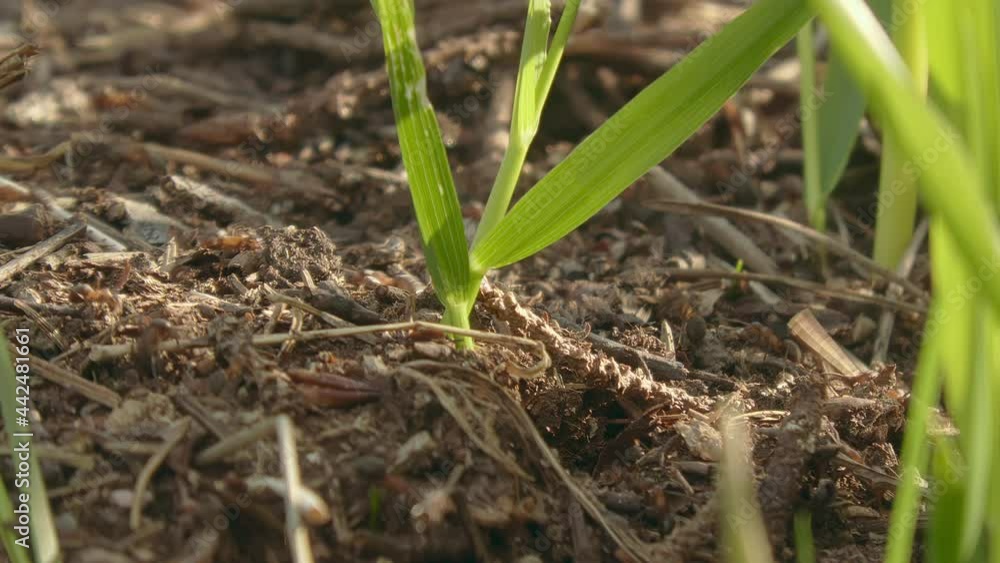 Closeup shot of ants on the forest floor on a sunny day. Amazing live nature. Geology shot with the camera slightly zooming out. Closeup shot of ants on the forest floor on a sunny day. Amazing live nature. Geology shot with the camera slightly zooming out.