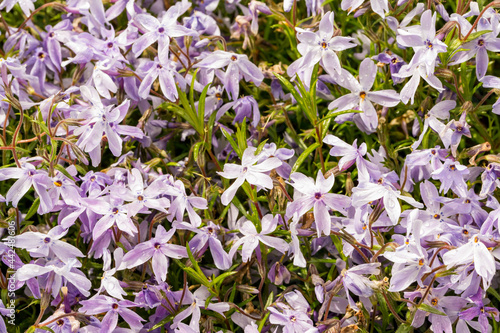 Phlox subulata 'G.F. Wilson' white cushion phlox detail 