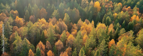 autumn forest taiga view from drone, yellow trees landscape nature fall