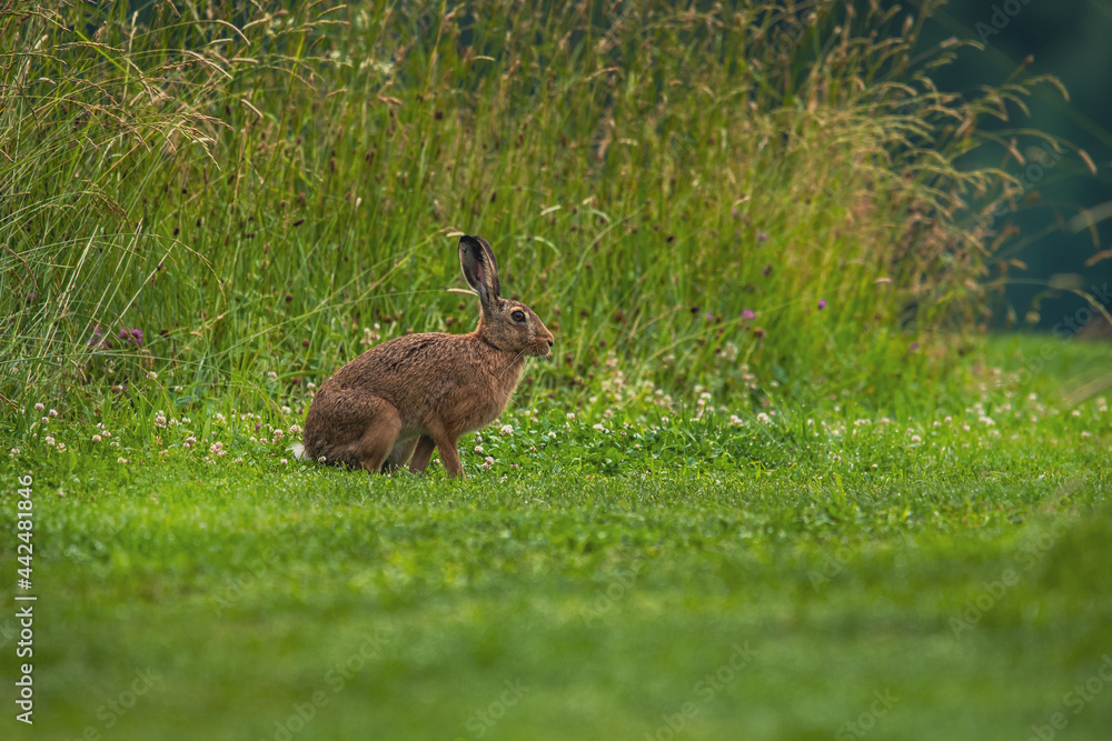 wild hare rabbit in forest meadow while eating wild hare rabbit in forest meadow while eating