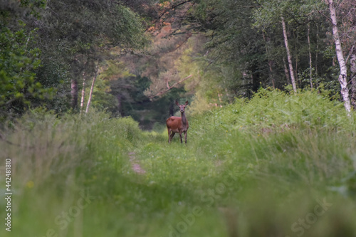 doe in forest of fontainebleau