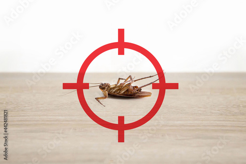 gun target to kill cockroach, pest control concept