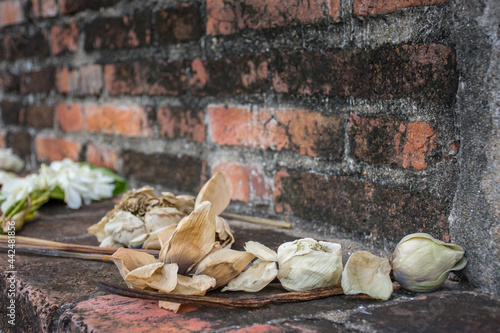 Withered Lotus flowesr put on old brick wall in temple of Ayutthaya, Thailand photo