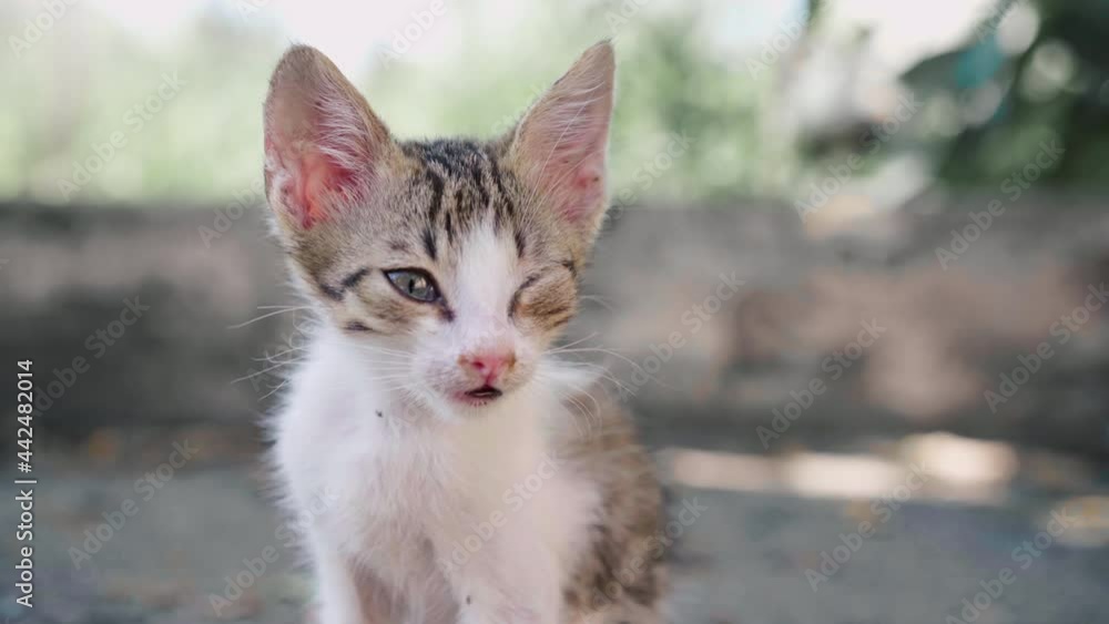 Little Cat With Sick Eye Outdoor Dirty Homeless Kitten Outside Illness Pure Animal. High quality 4k footage