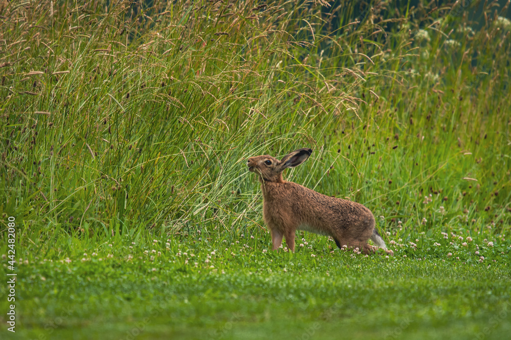 wild hare rabbit in forest meadow while eating wild hare rabbit in forest meadow while eating