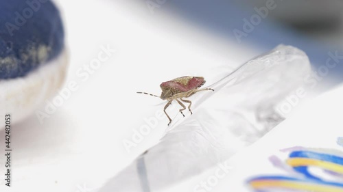 A pentatomidae sits on a transparent bag with a white background. Shallow depth of field while the insect turns around and goes out of focus and disappears from view. photo