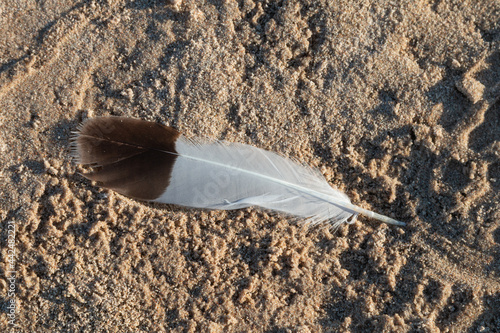 Bird feather in sea sand photo