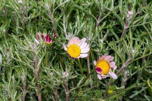 Anacyclus pyrethrum va. depressus Moroccan bertram detail2